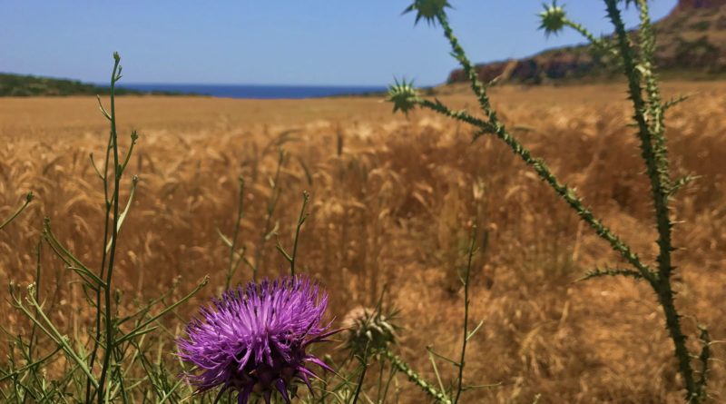 cyprus-wheat-fields